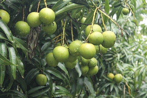 local mango variety