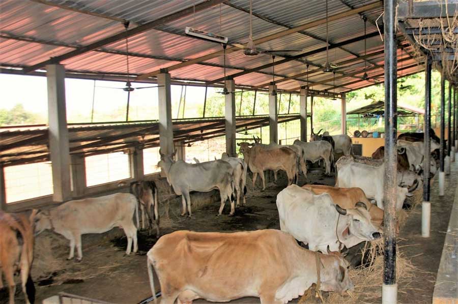 Tips to do Cow Farming and earn a good income every month