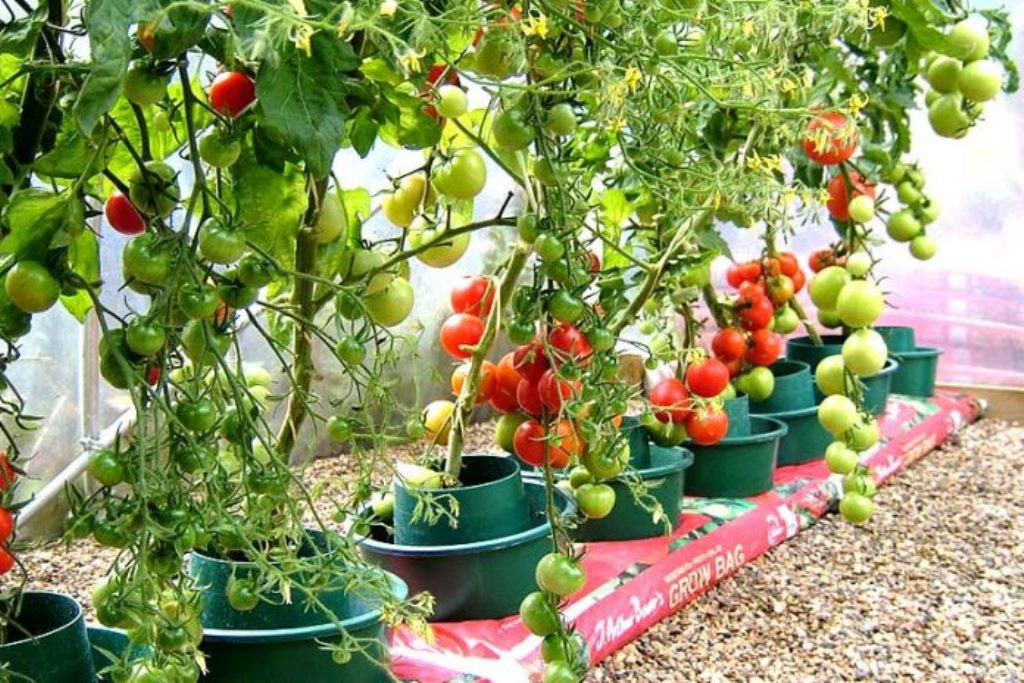 The best tomato varieties that can be grown in containers