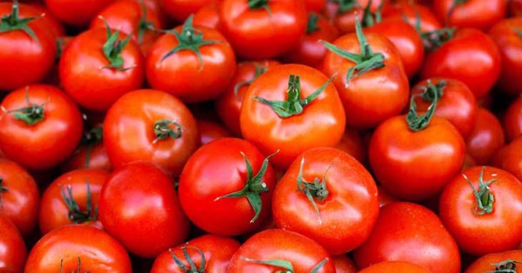 Tomato prices fall to Rs 1 per kg; Farmers in despair