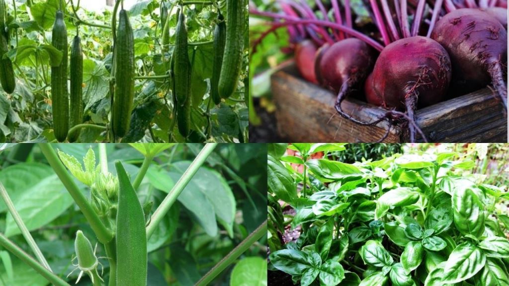 What vegetables can be planted in the summer; know details