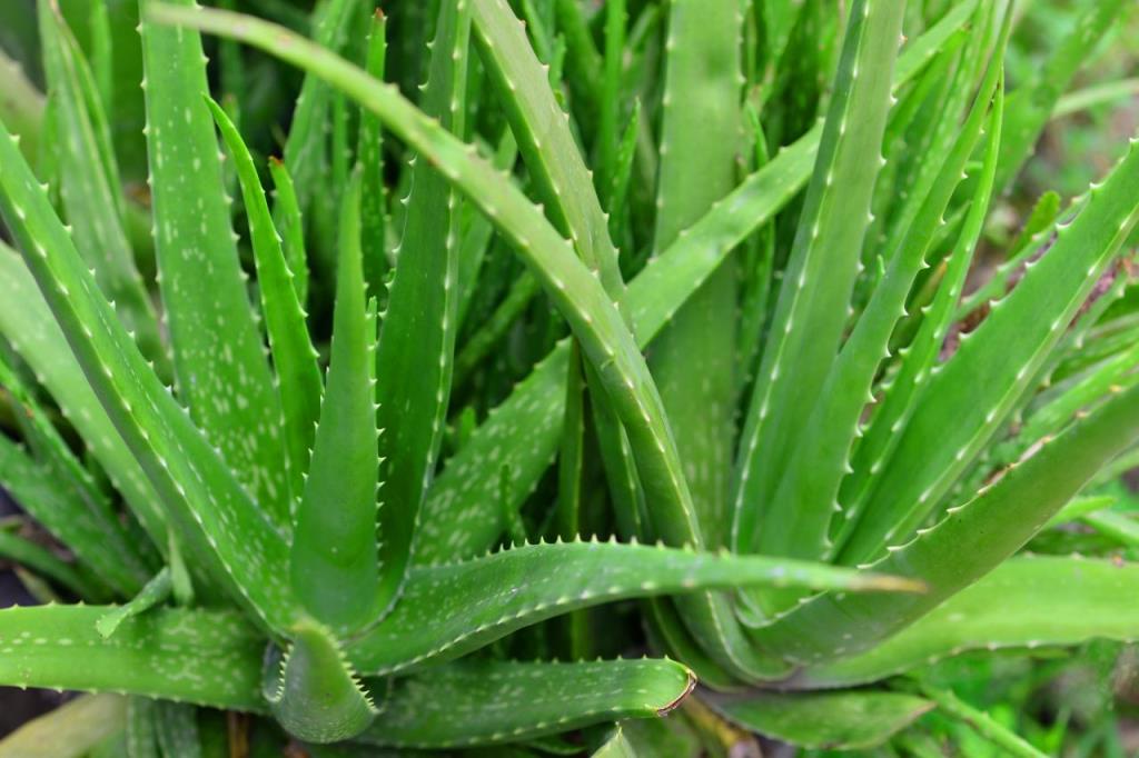 Aloe vera Farming: Cultivating aloe vera can make money
