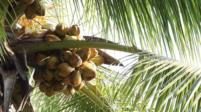 Coconut storage; Will go ahead with the measures – Minister P Prasad