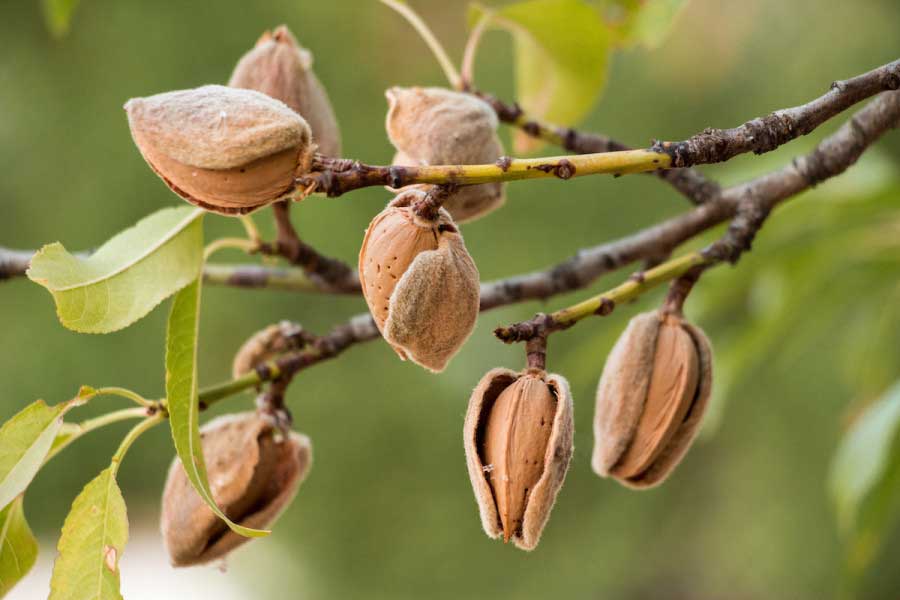 Almonds can be grown and harvested in hot weather, in the backyard and kitchen garden