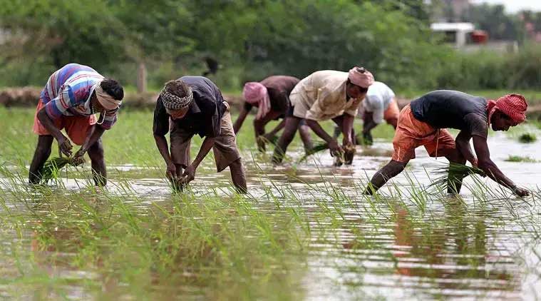 Paddy Cultivation Wage Cost: Second installment disbursed
