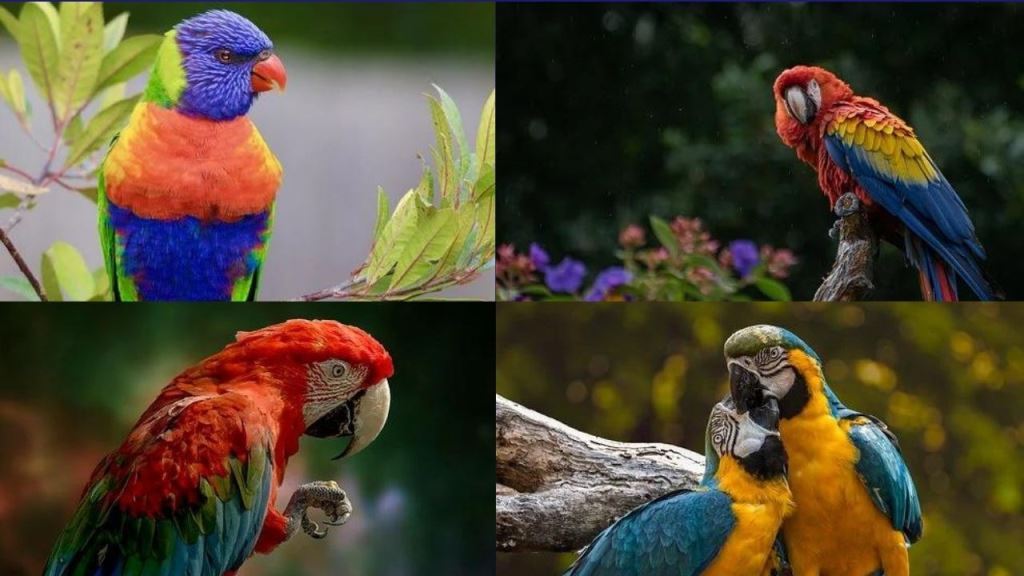 Interesting Facts About Parrots You Need To Know