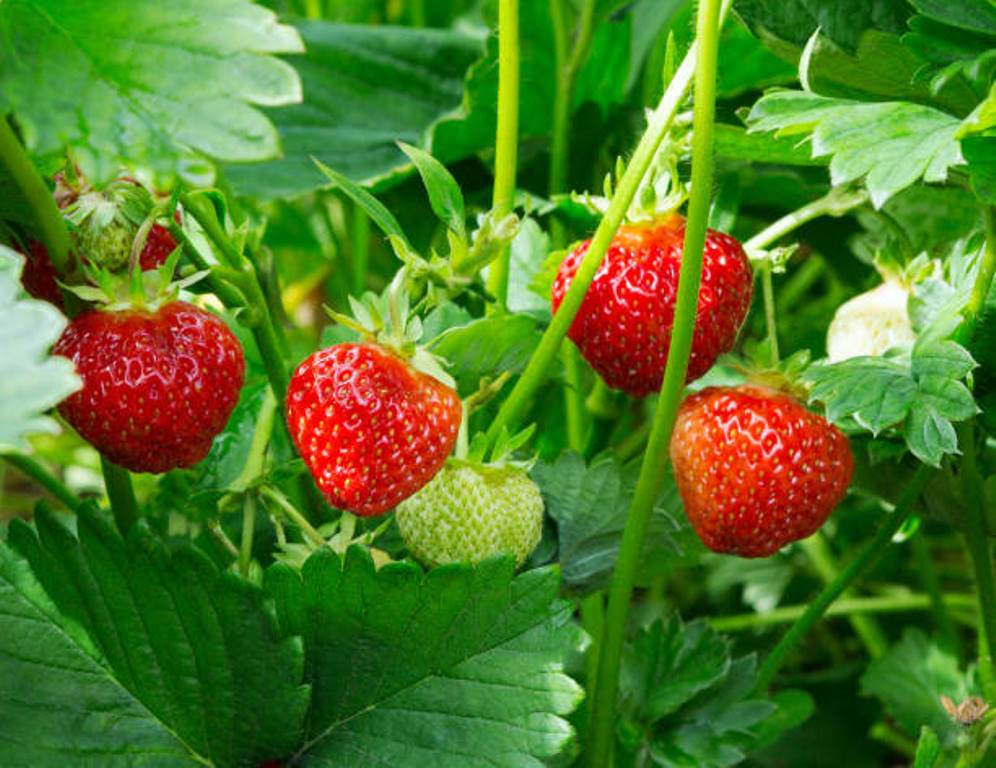 How to grow strawberries at home?  Know the details