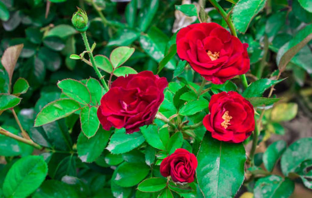 How to Grow Roses from cuttings! Detailed information
