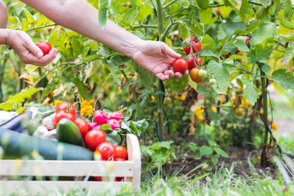 How to make a Kitchen garden simply