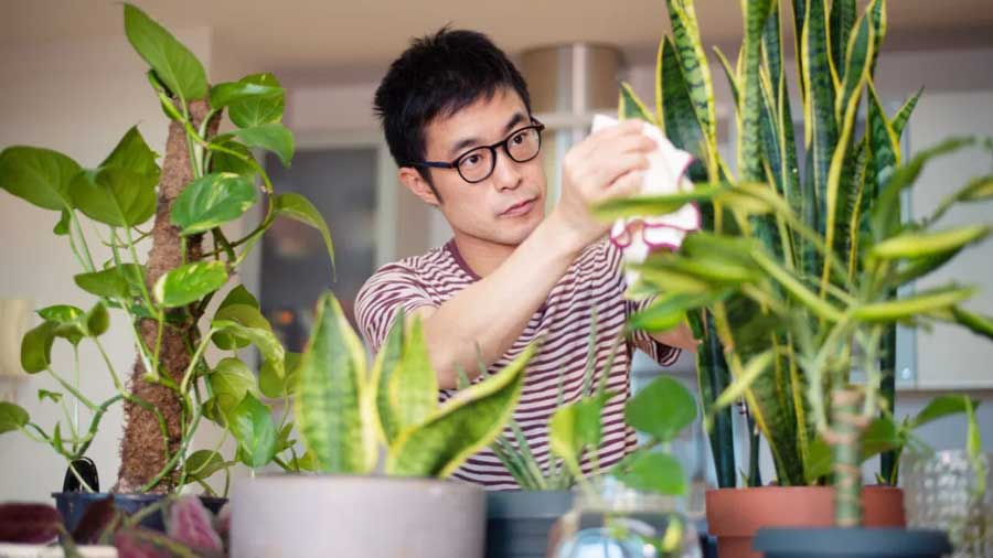 Is growing a houseplant good or bad for us?