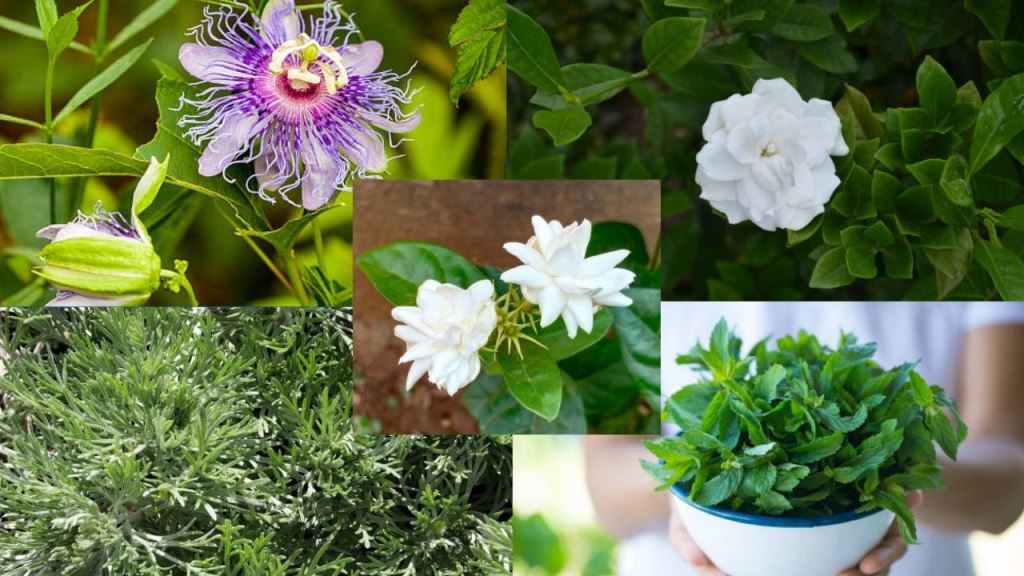 Here are the plants that will make it fragrant home and beautifull