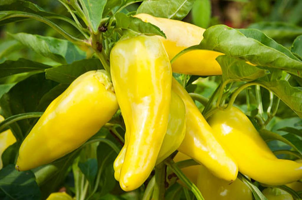 What is Banana pepper? How to grow? Care and farming