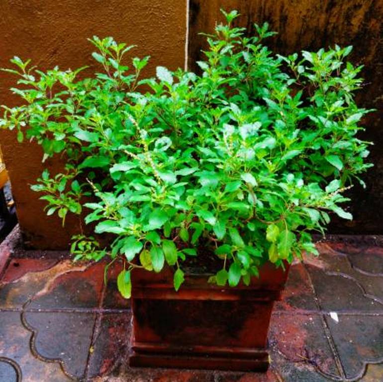 Tulsi is the one of the best nedicinal plant