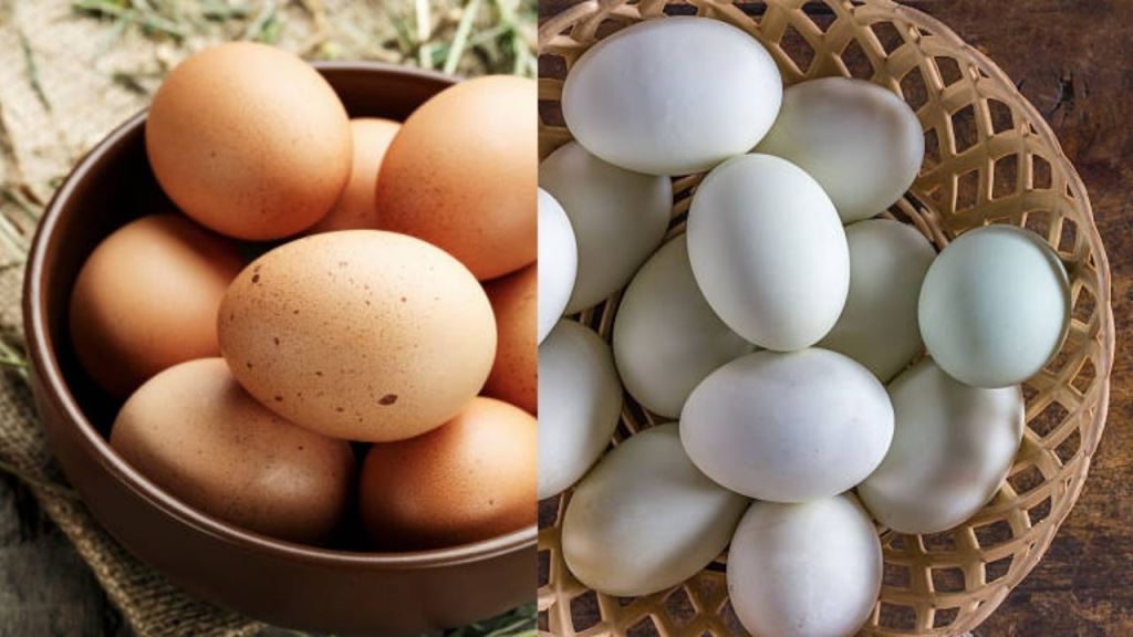 Are brown eggs or white eggs good for health?