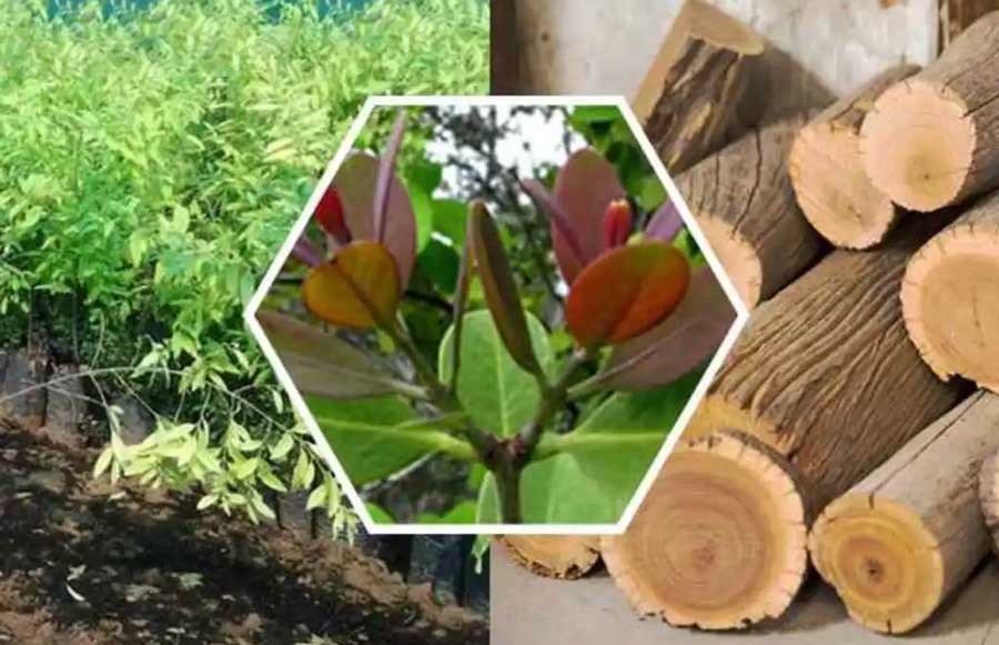 Sandalwood worth crores can be grown in our fields too