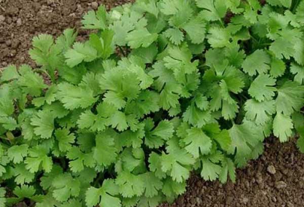 How to grow Coriander leaves at home