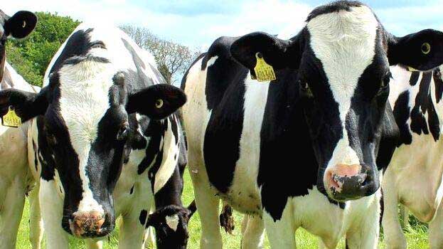 District Dairy Farmers' Meeting begins at Kadalundi