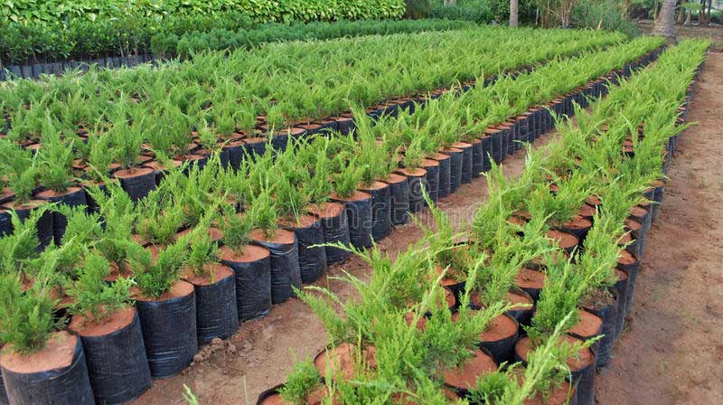 Plant Nursery: Start this profitable business and earn a good income