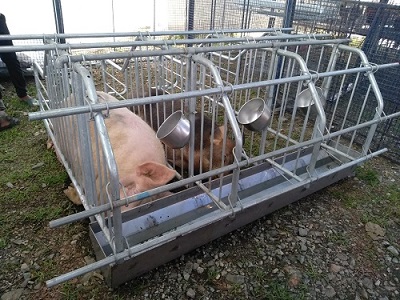 pig cleaning