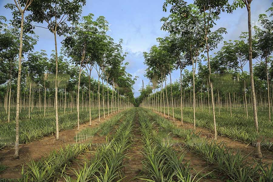 Intercrops can be grown in rubber plantations for profit