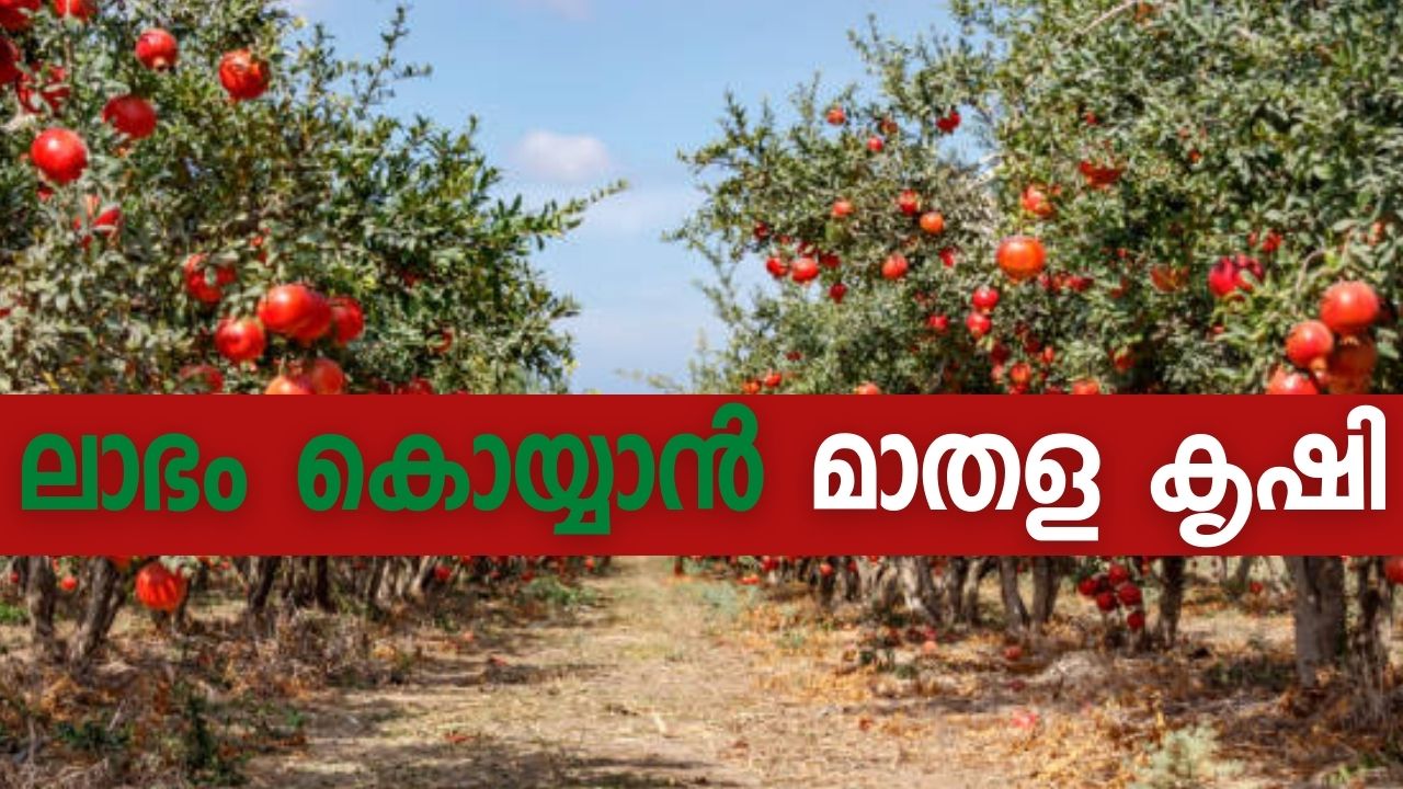 Profitable Farming Of Pomegranate