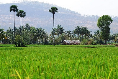 paddy fields