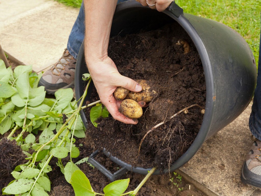 How to grow potatoes in a container at home