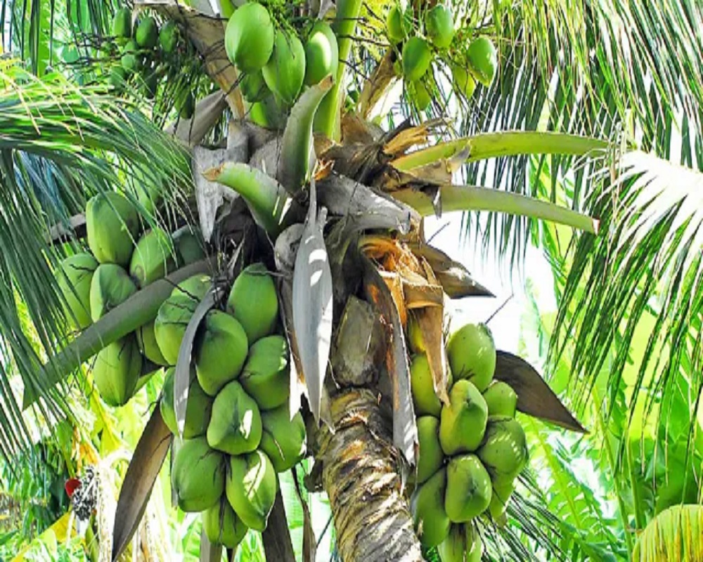 ഇനങ്ങൾ അറിഞ്ഞു കൃഷിചെയ്താൽ ലാഭം ഇരട്ടിയാക്കാം