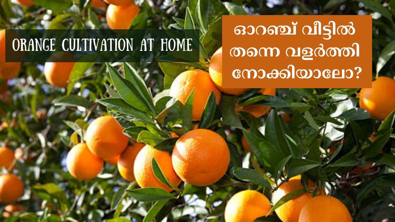 Orange cultivation at home