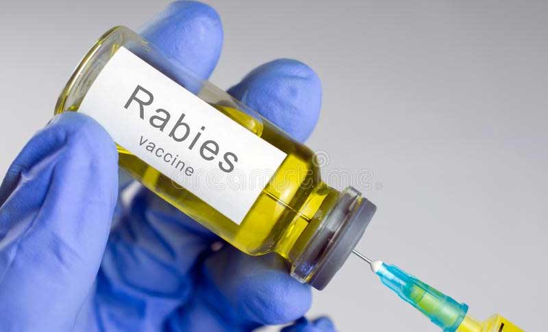 Rabies: Causes and Treatment