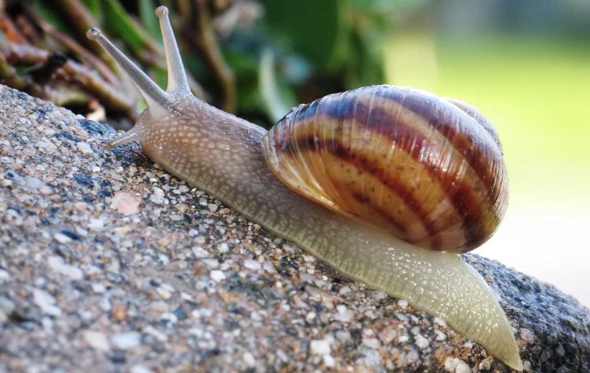 Try these Natural ways to get rid of snails in gardens and orchards