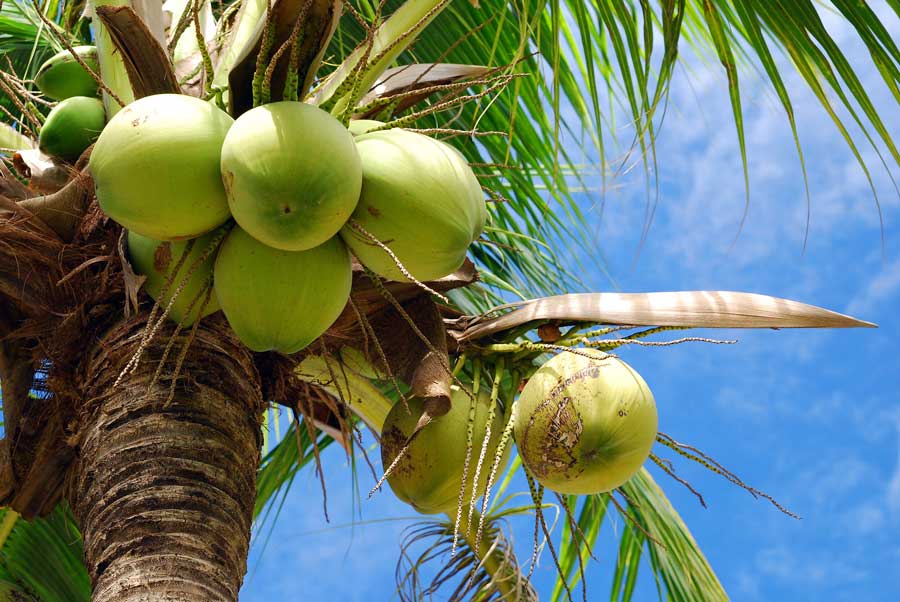 Coconut seedlings for sale on Coconut Development Board farm
