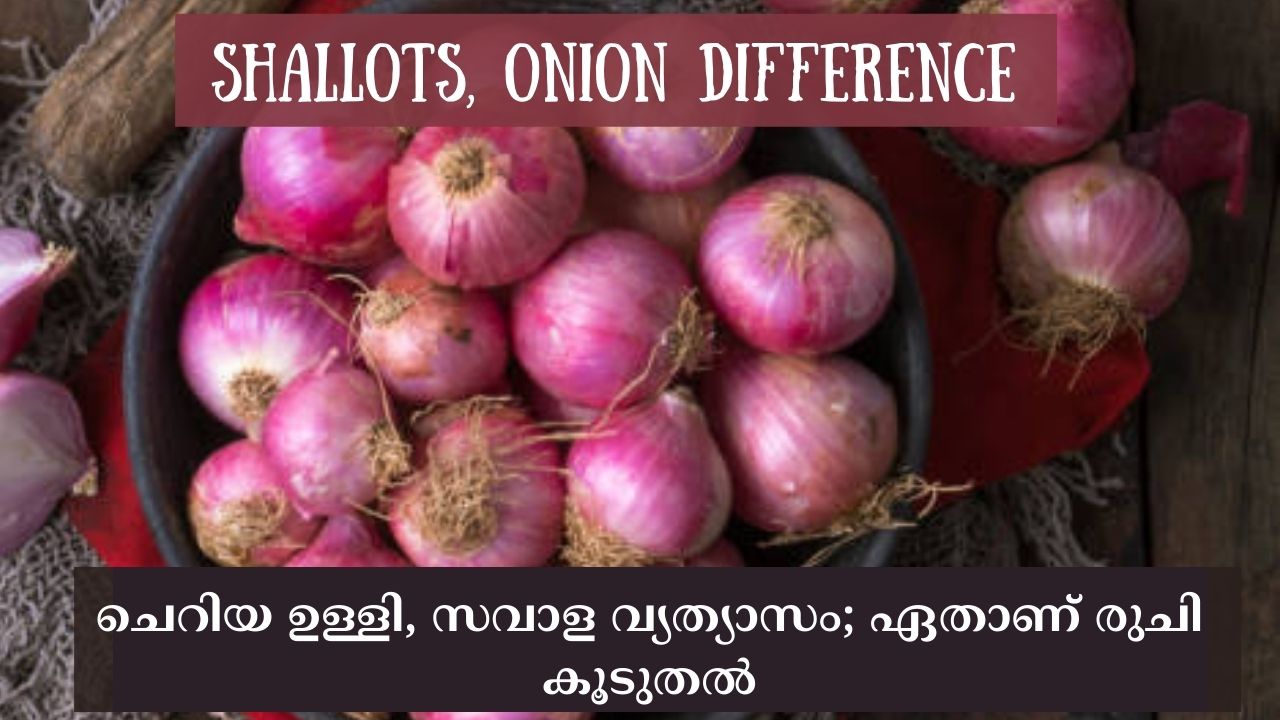 Comparison Onion vs Shallots