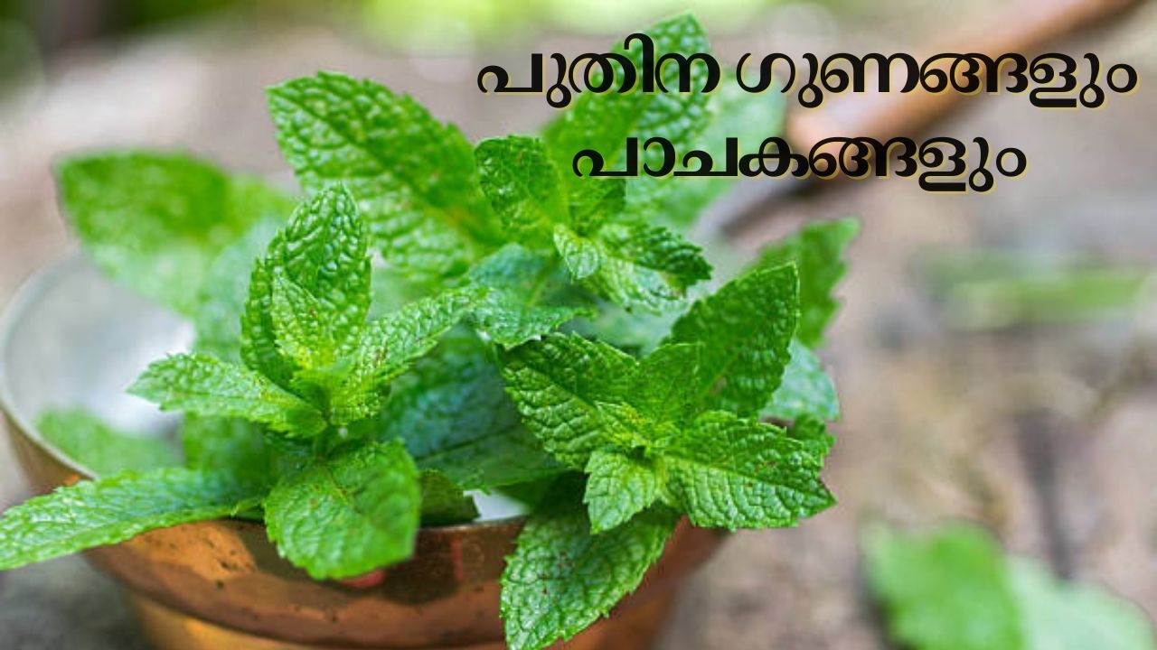 Some Benefits of Mint and Summer Recipes
