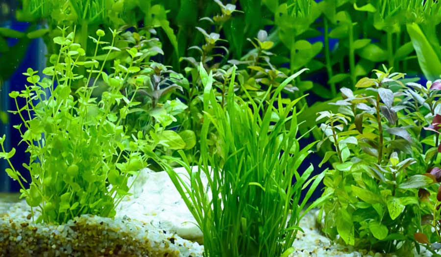 For the attention of those who intend to grow the plant in the aquarium