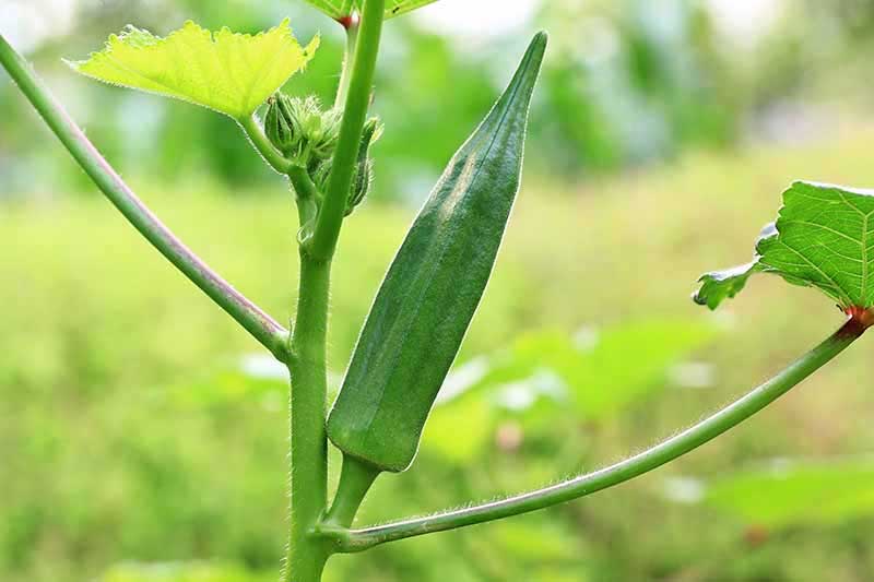 Okra: Can be cultivated and harvested in three seasons of the year