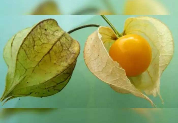 Golden berry: A wild fruit that no one cares about with a lot of entrepreneurial potential