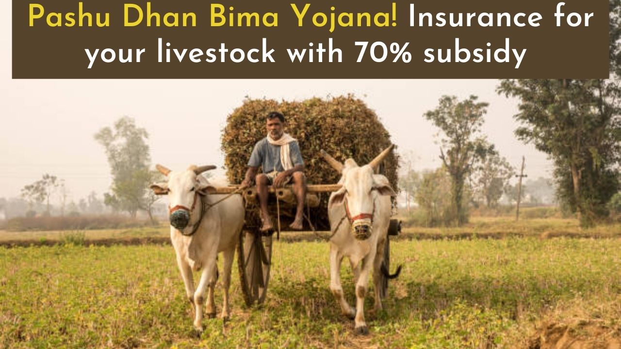Pashu Dhan Bima Yojana! Insurance for your livestock with 70% subsidy -