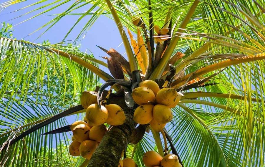 Virtual Trade Fair for Coconut Based Products from April 26-28, 2022