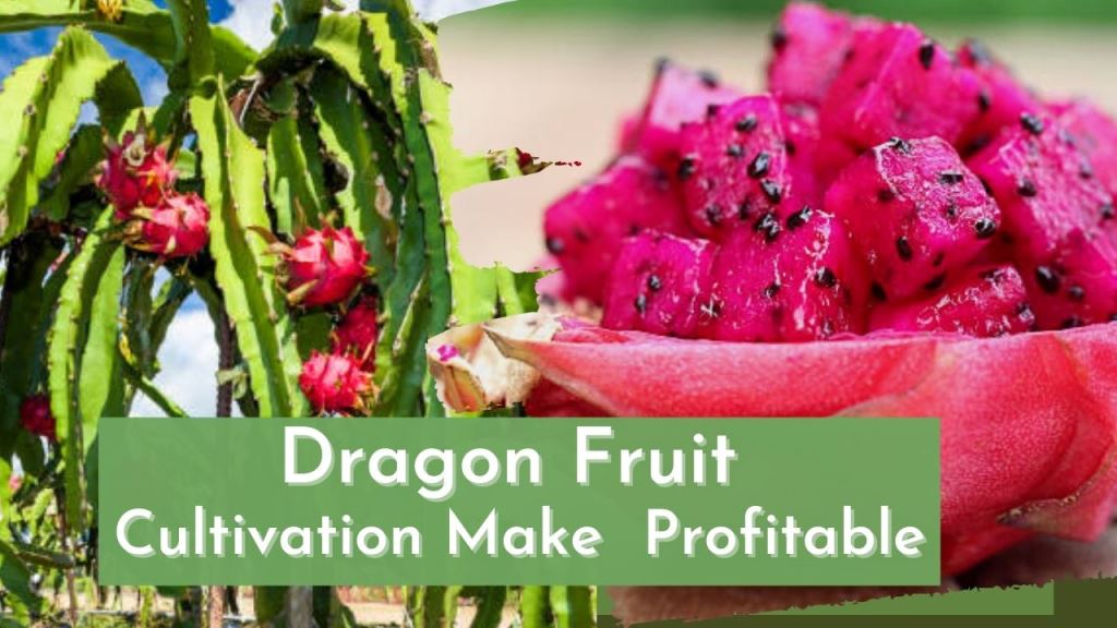 How To Make Dragon Fruit Cultivation Profitable