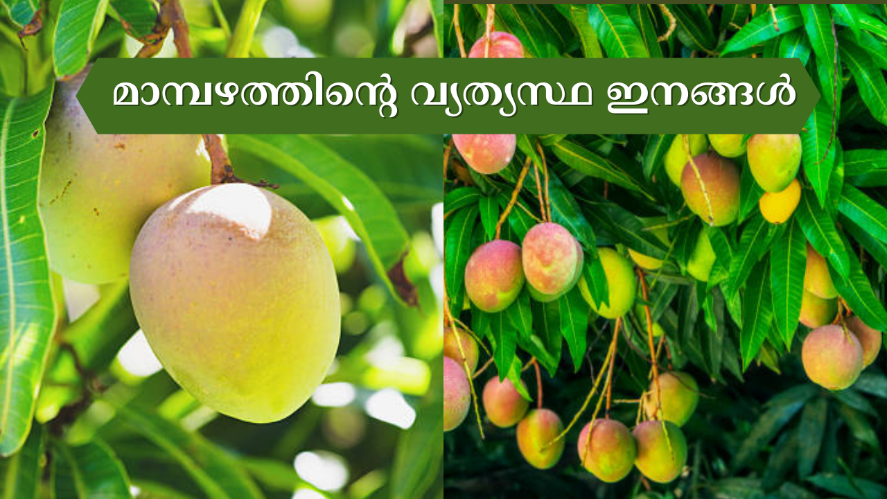 Famous Mango Varieties in India
