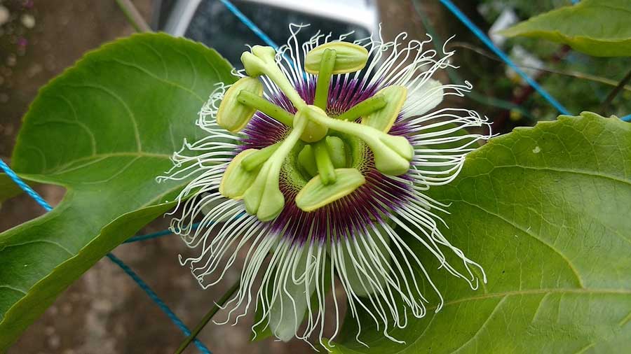 Passion Flower: Health and medicinal benefits
