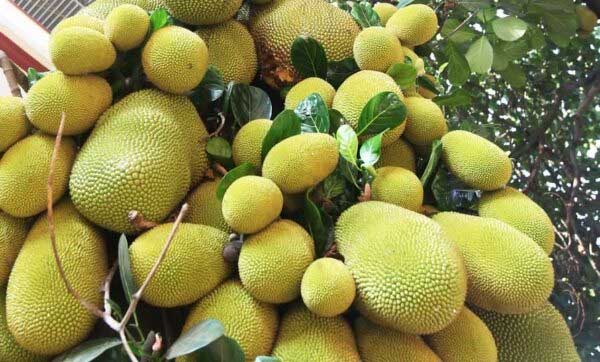 For better income cultivate Vietnam Early Jackfruit
