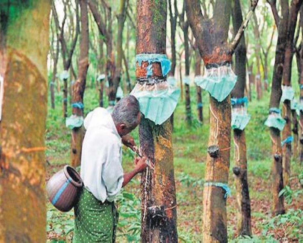 റബർ തോട്ടങ്ങളിലെ മണ്ണ് പരിശോധനയ്ക്ക് വിധേയമാക്കണം