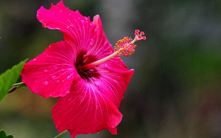 Cultivation of Hibiscus: a profitable business