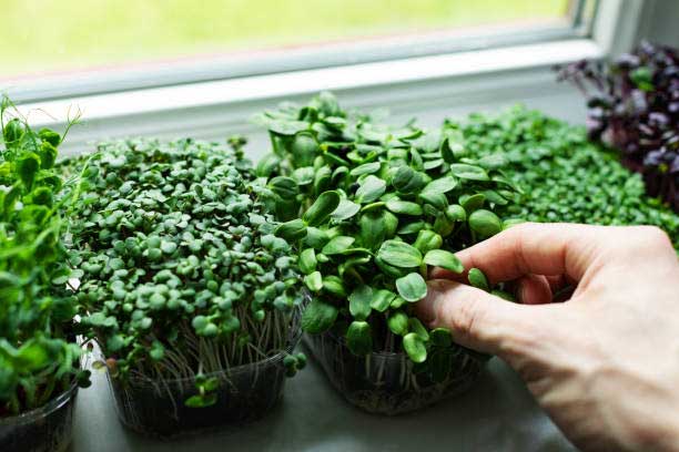 Microgreen can be cultivated at home