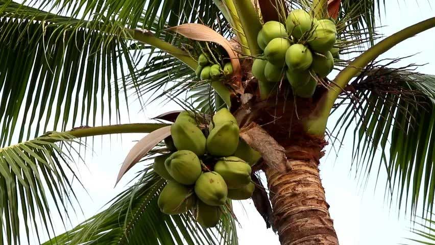 Awareness program for coconut farmers