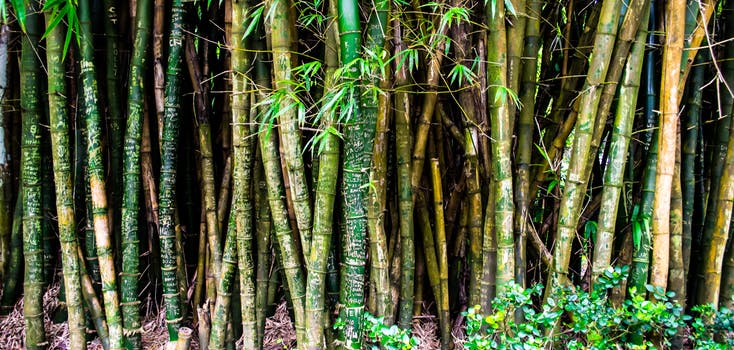 bamboo tree