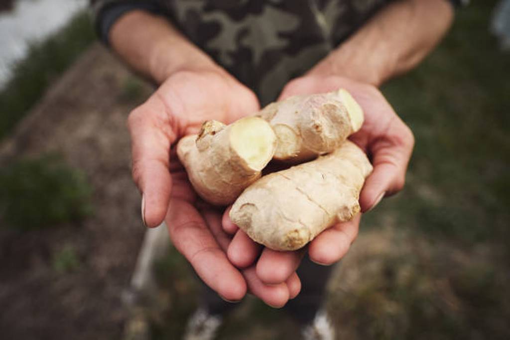 Ginger can be grown in pots