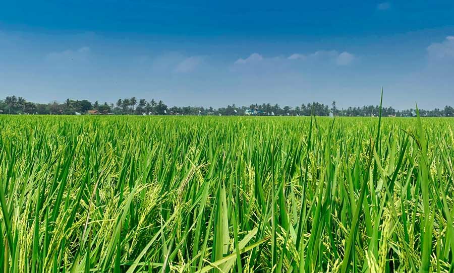Ernakulam reaps the maximum in agriculture; Cultivation area last year 1,48,801 hctrs